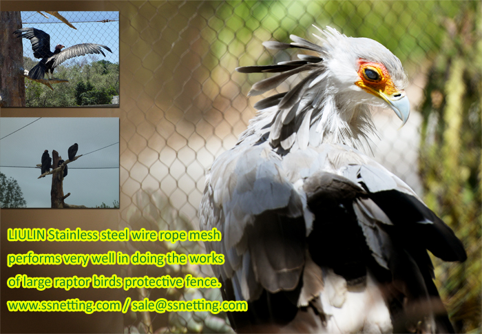 Large raptor birds protective fence