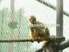 Monkey Enclosure Mesh